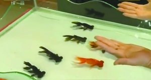 ������ħ��ʦ���������ж�ǰ������Ƶ��ͼ