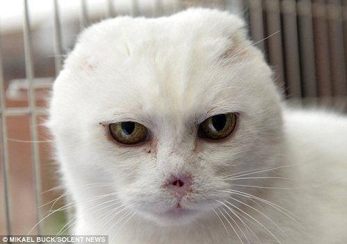 流浪猫酷似“伏地魔” 目光犀利无人敢收养(图)